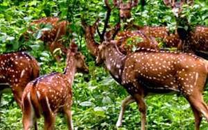 kerala wildlife sanctuary 