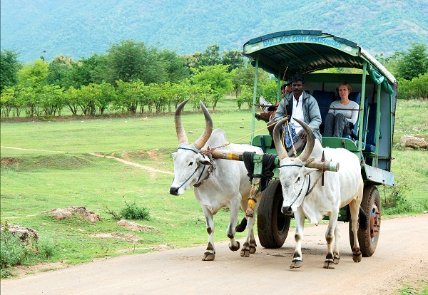 Bullock cart at thekkady farm stay